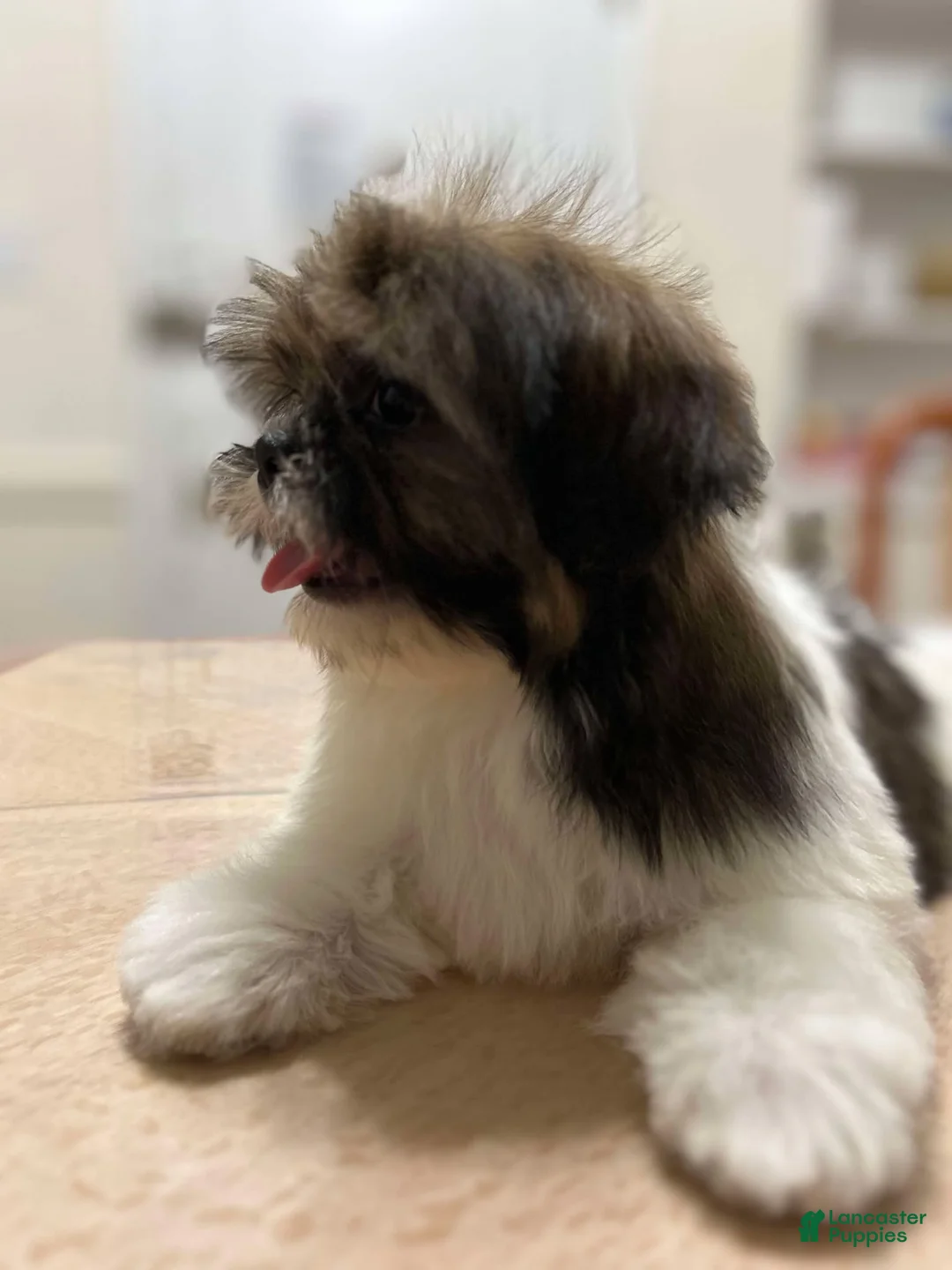Shih Tzu dogs for sale: Benny - Ad 4