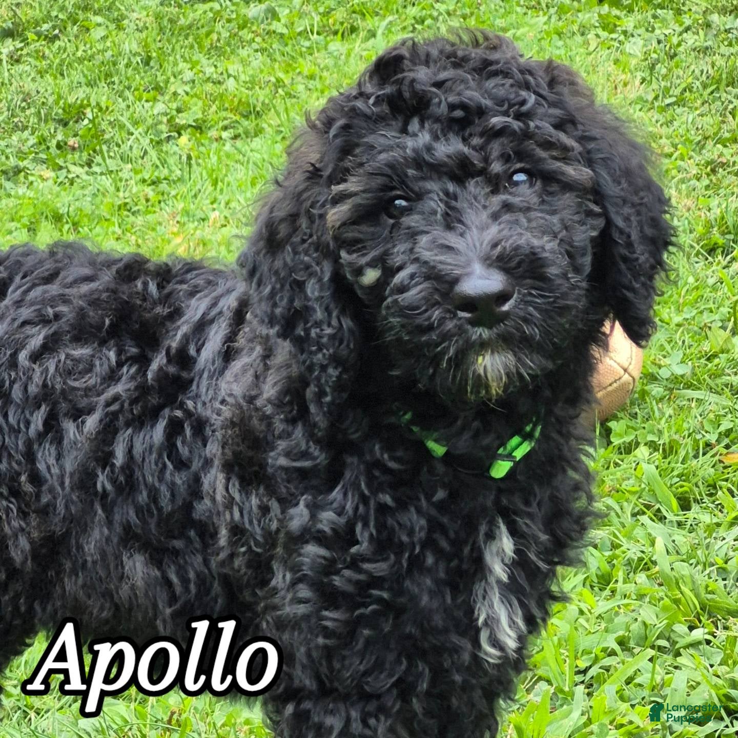 Mini Sheepadoodle dogs Apollo - Ad 1