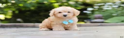 Schnoodle dogs for sale: Astro - Ad 4