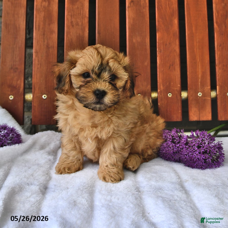 Shihpoo dogs Chase - Ad 1