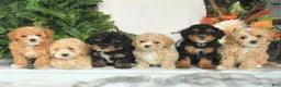 Havapoo dogs for sale: Dottie - Ad 5