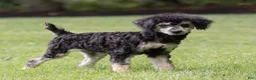 Miniature Poodle dogs for sale: Misty Miniature Poodle  - Ad 2