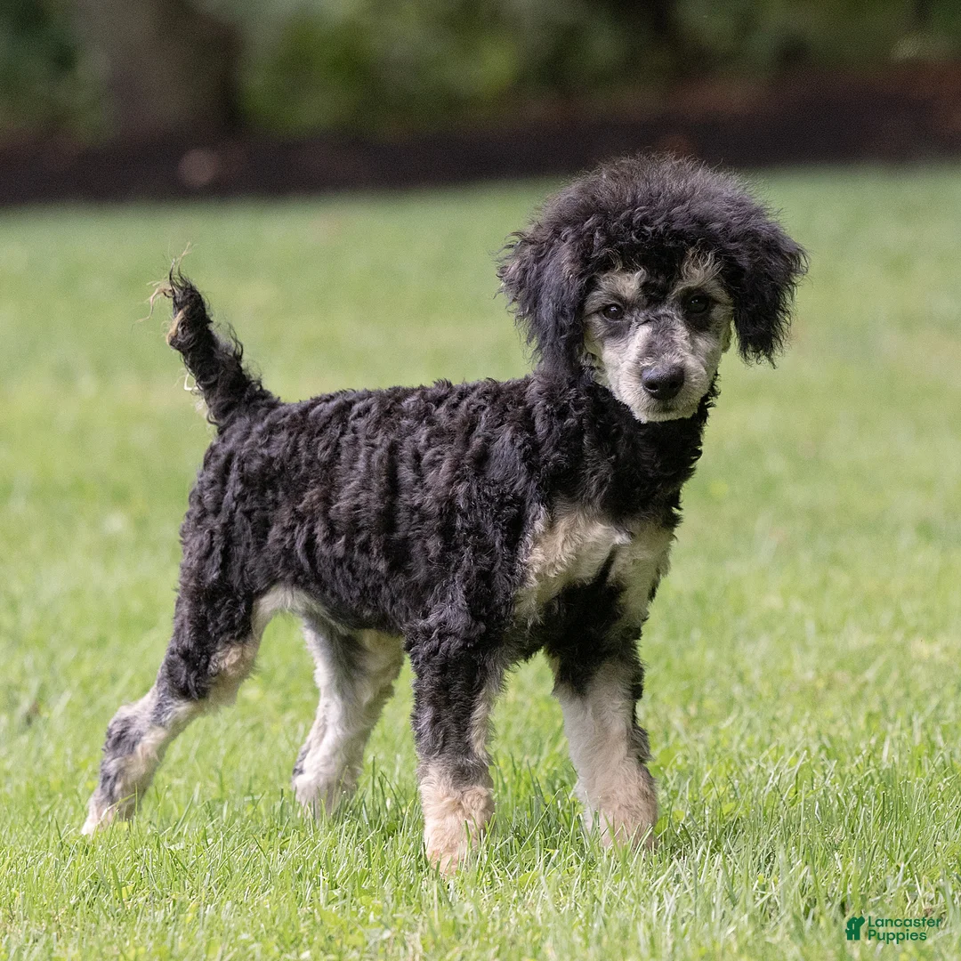 Miniature Poodle dogs for sale: Misty Miniature Poodle  - Ad 2