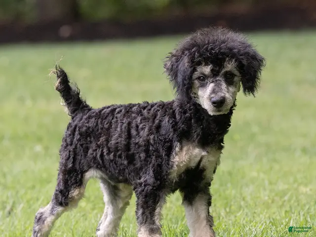Miniature Poodle dogs for sale: Misty Miniature Poodle - Ad 2