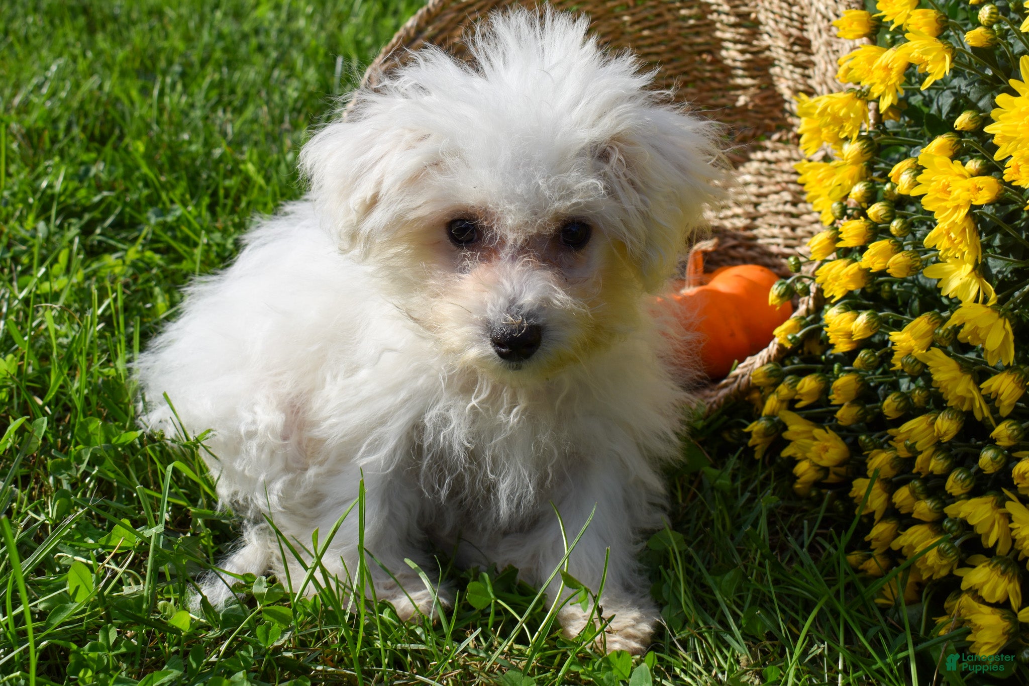 Maltese dogs Mason 🦴 - Ad 2