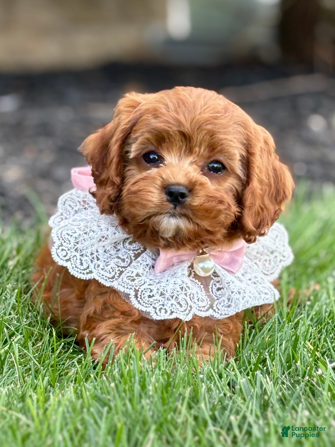 Cavapoo dogs for sale: Fifi - Ad 13