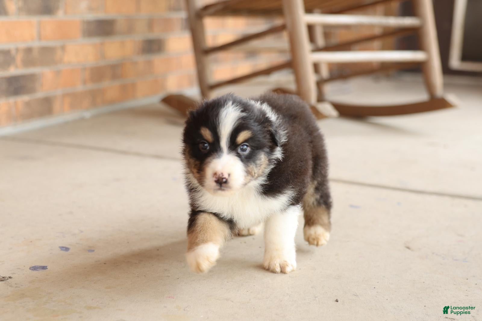 Australian Shepherd dogs Australian Shepherd Puppy 6 Tri-color puppies. - Ad 8