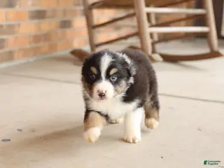 Australian Shepherd dogs Australian Shepherd Puppy 6 Tri-color puppies. - Ad 8