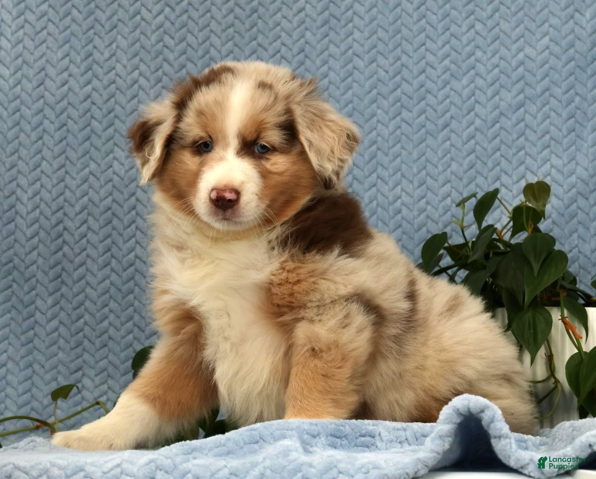 Miniature Australian Shepherd dogs Riley - Ad 1