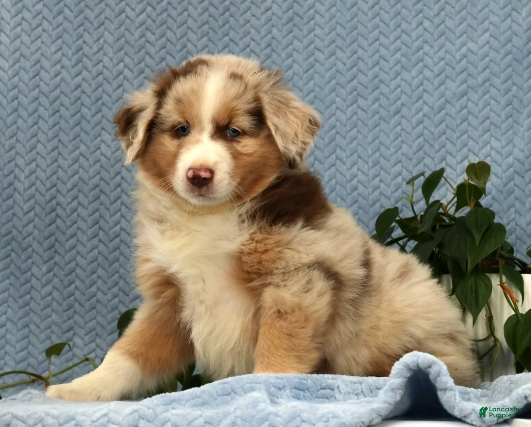 Miniature Australian Shepherd dogs for sale: Riley - Ad 1