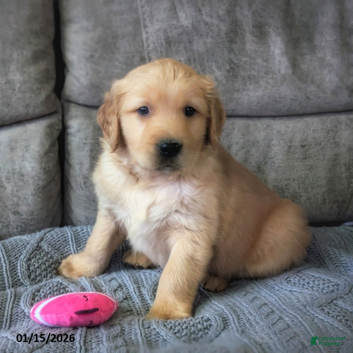 Golden Retriever dogs Sylvan - Ad 28