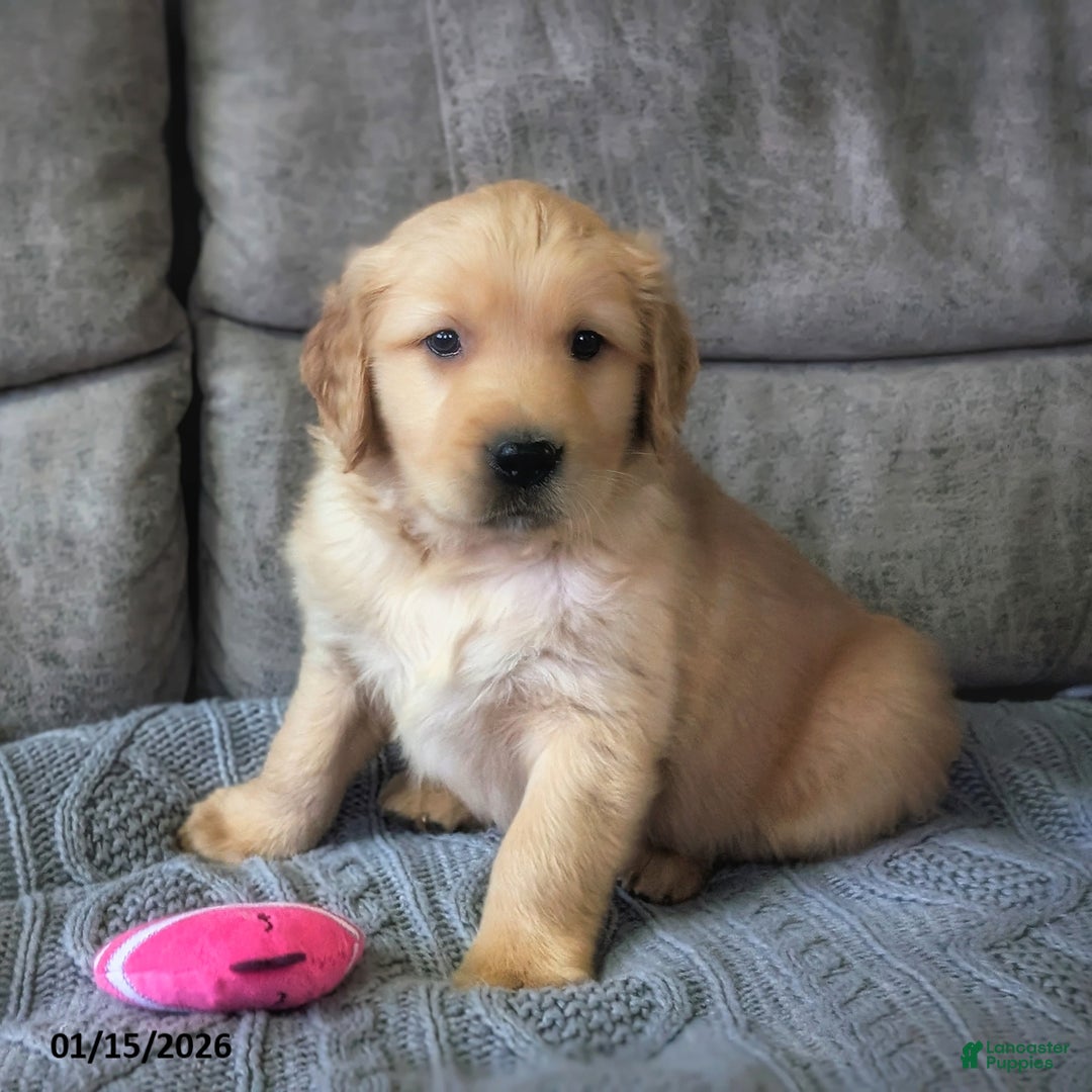 Golden Retriever dogs for sale: Sylvan - Ad 1