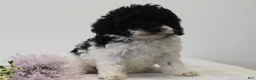 Miniature Poodle dogs for sale: Careda - Ad 4