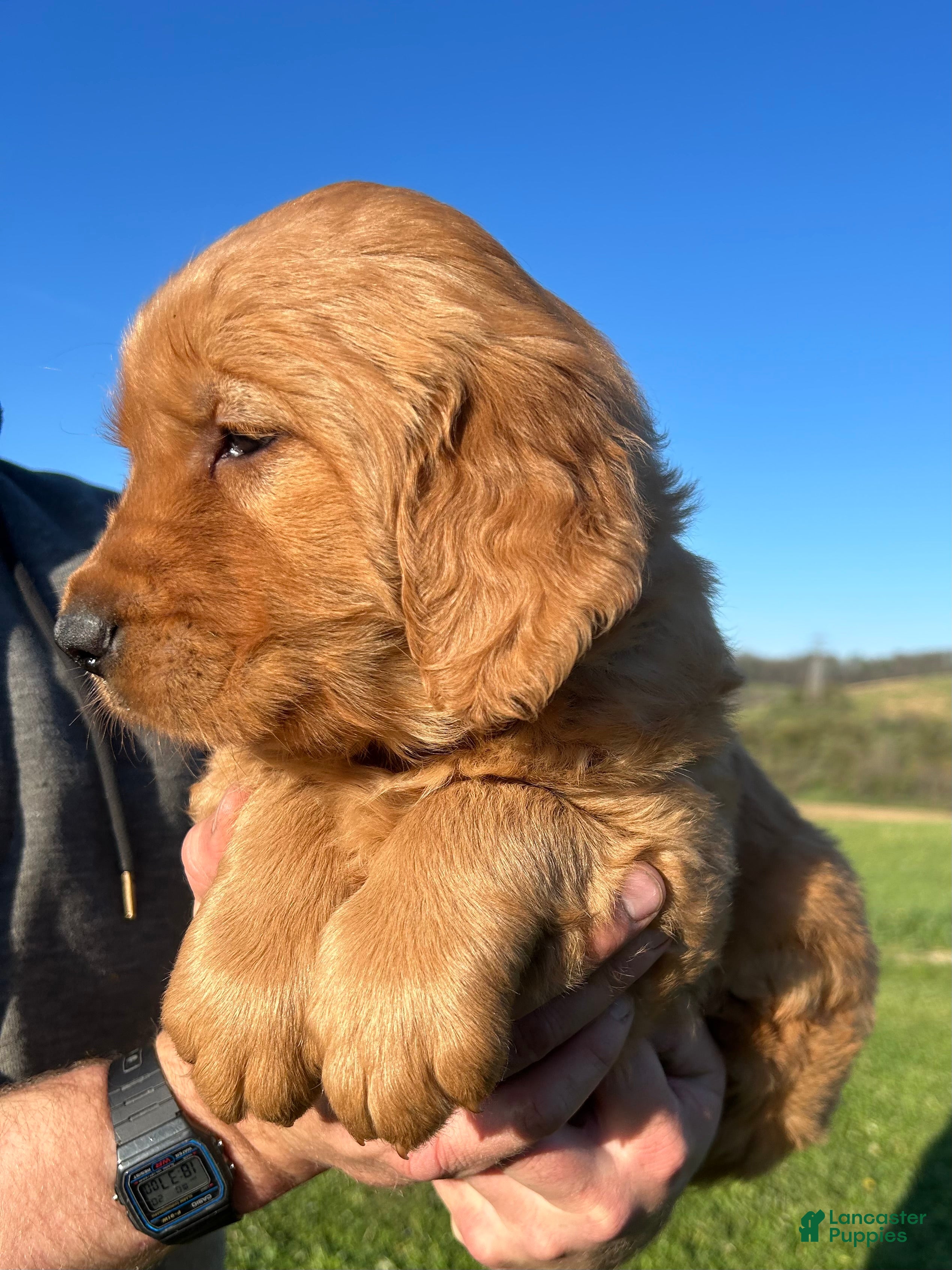 Golden Retriever dogs Buddy - Ad 2