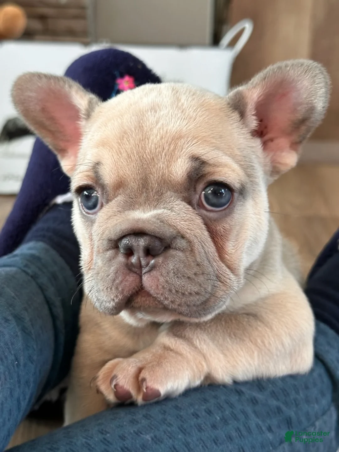 French Bulldog dogs for sale: Lilac Pretty - Ad 5