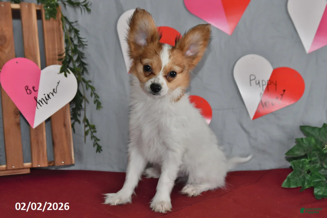 Papillon dogs for sale: Nick  - Ad 8