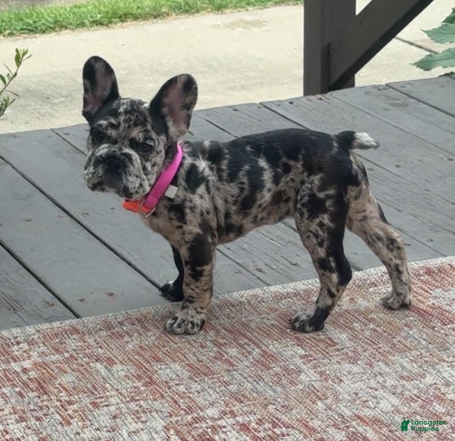 French Bulldog dogs French Bulldog 4 - Ad 4