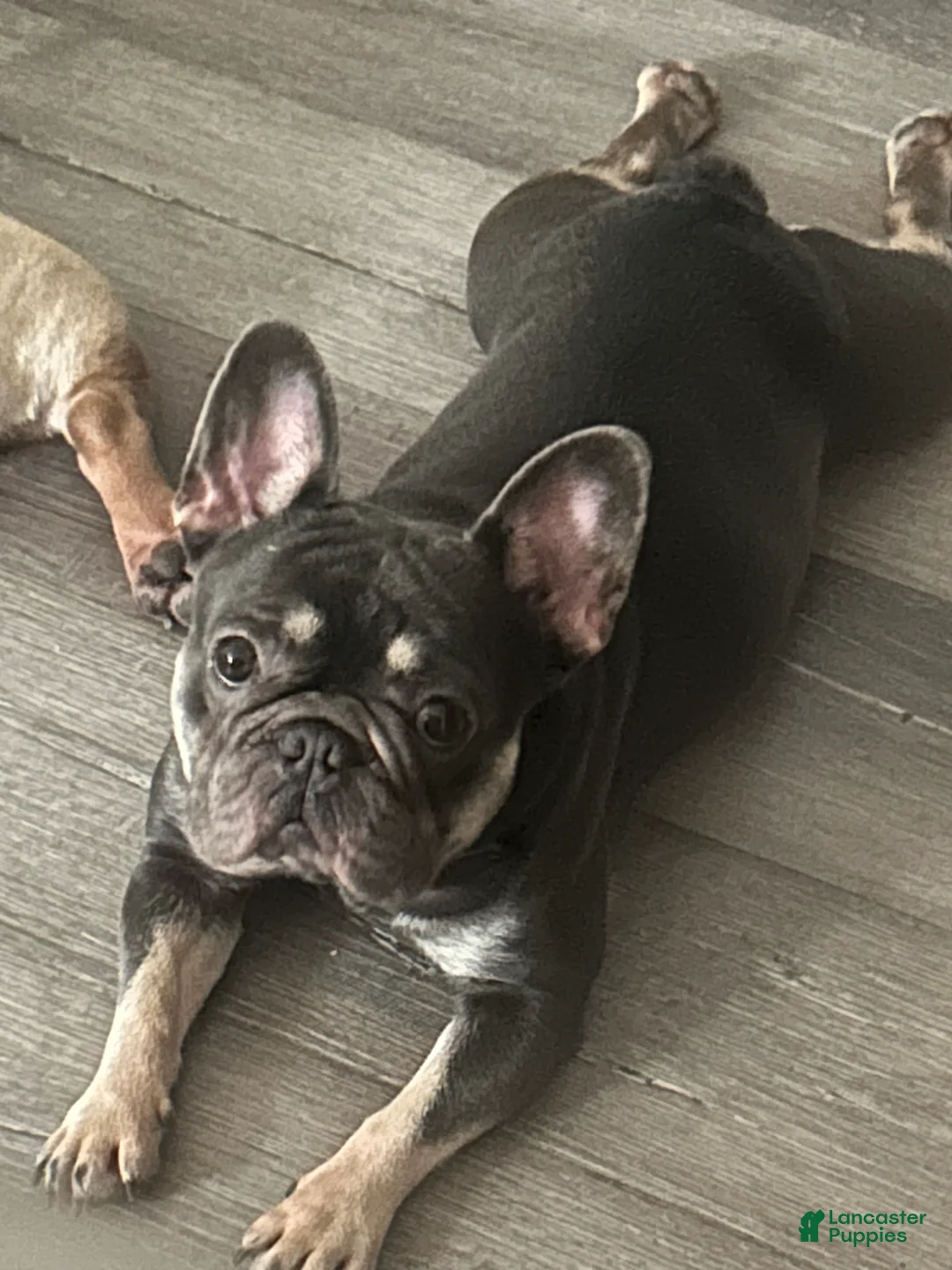 French Bulldog dogs for sale: French Bulldog Black & Tan short Hair - Ad 2
