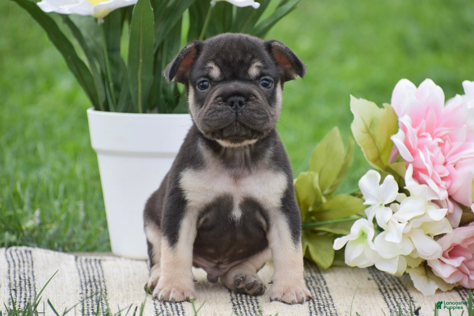 French Bulldog dogs Vincent - Ad 1