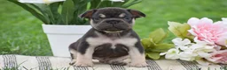 French Bulldog dogs for sale: Vincent - Ad 1