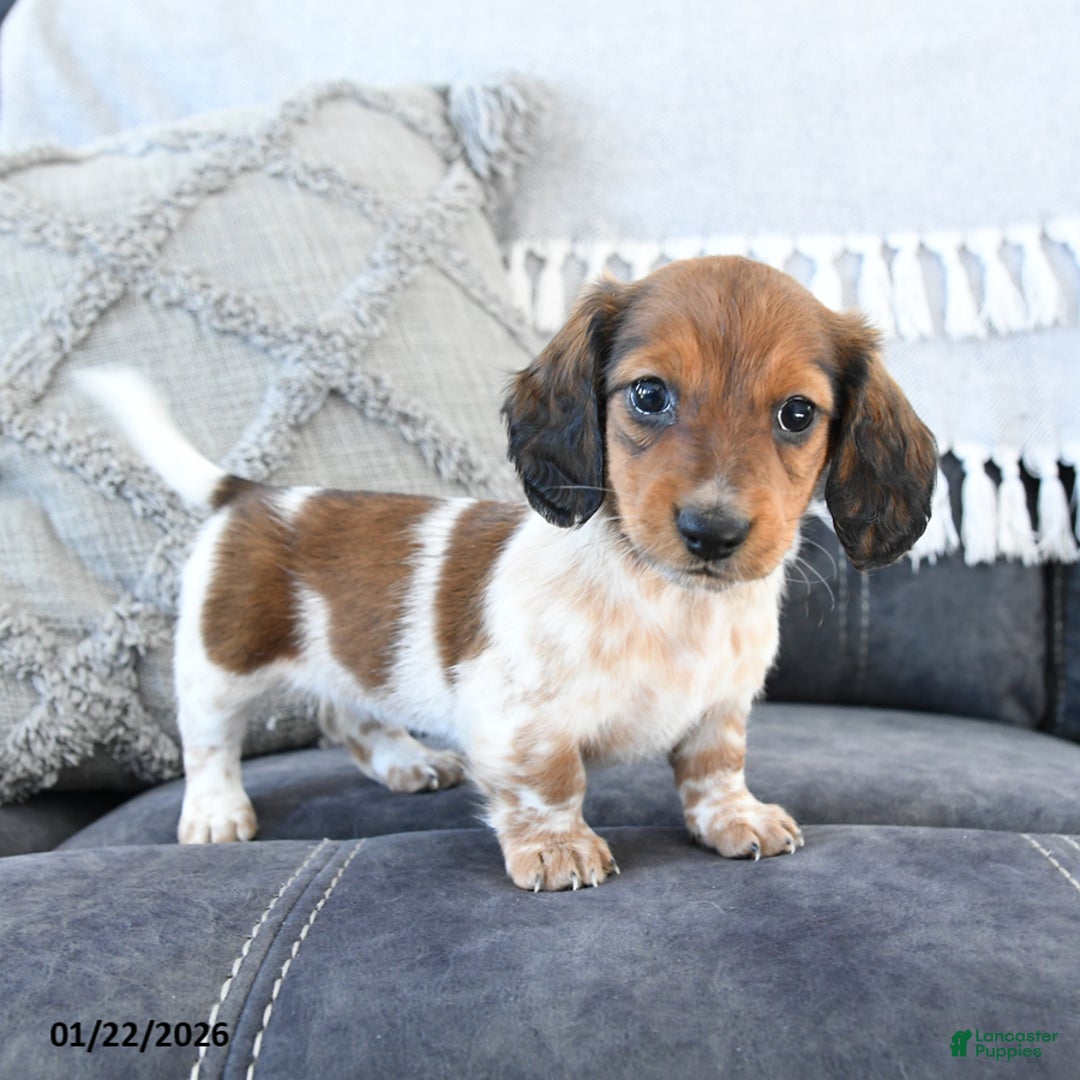 Miniature Dachshund dogs for sale: Lila  - Ad 3