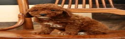 Miniature Poodle dogs for sale: Angie - Ad 6