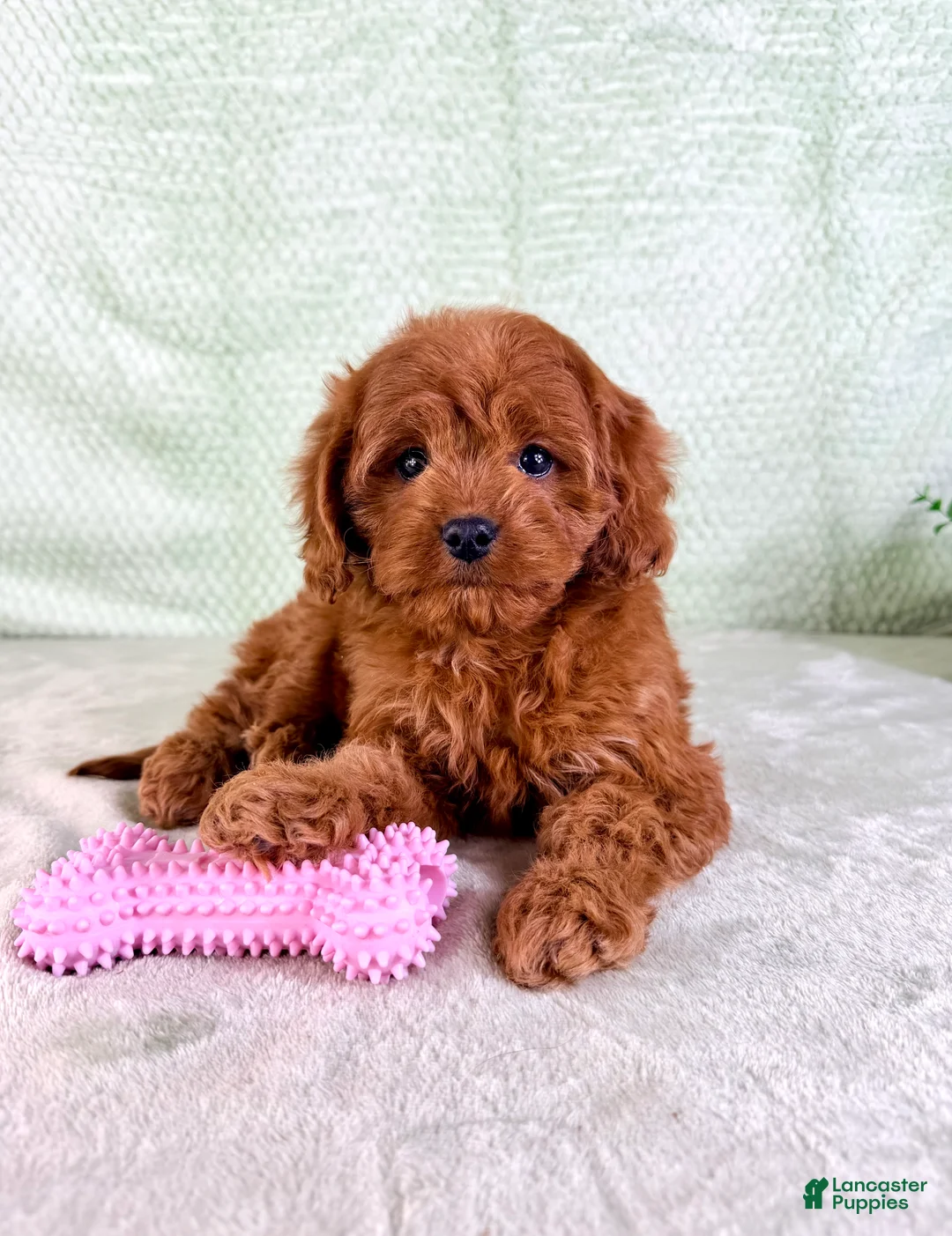 Cavapoo dogs for sale: Lacie - Ad 5