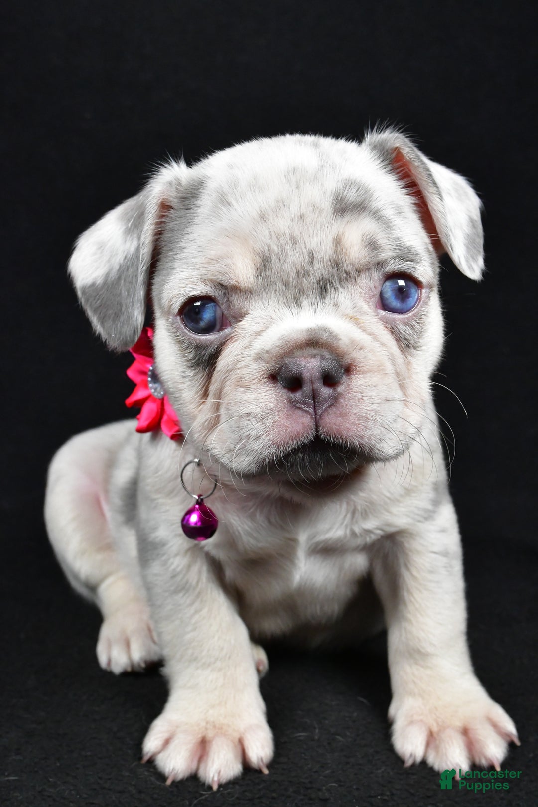French Bulldog dogs for sale: Wanda - Ad 5