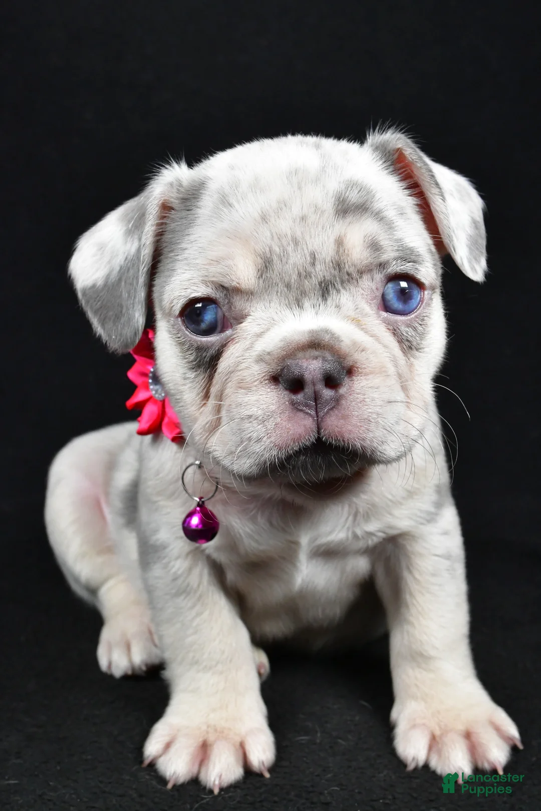 French Bulldog dogs for sale: Wanda - Ad 5