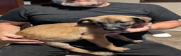 Belgian Malinois dogs for sale: Echo (orange collar) - Ad 2
