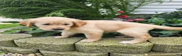 Golden Retriever dogs for sale: Bree - Ad 8