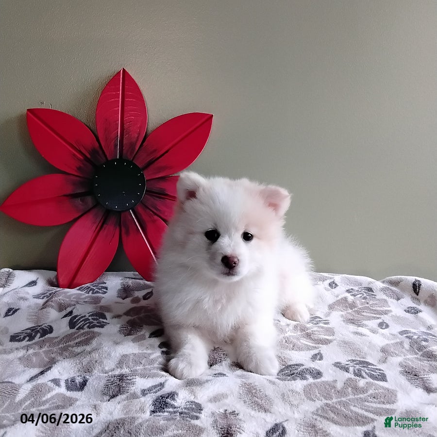 Mixed Breed dogs Rover - Ad 2