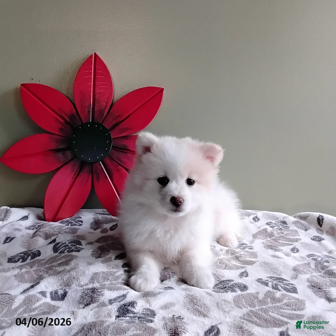 Mixed Breed dogs for sale: Rover - Ad 2