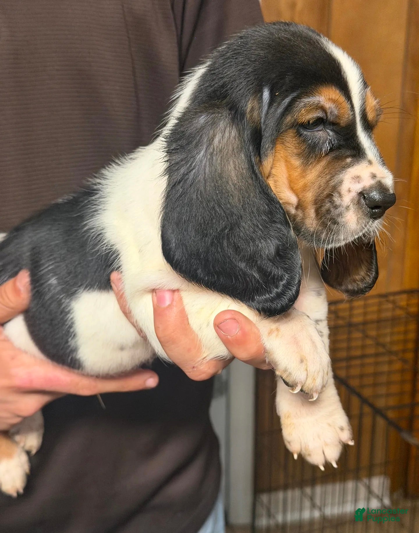 Basset Hound dogs for sale: Chris Boy - Ad 3