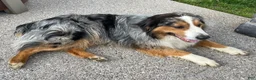 Australian Shepherd dogs for sale: Pepper - Ad 4
