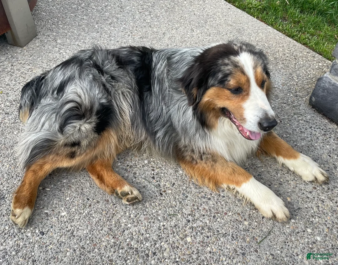 Australian Shepherd dogs for sale: Pepper - Ad 4