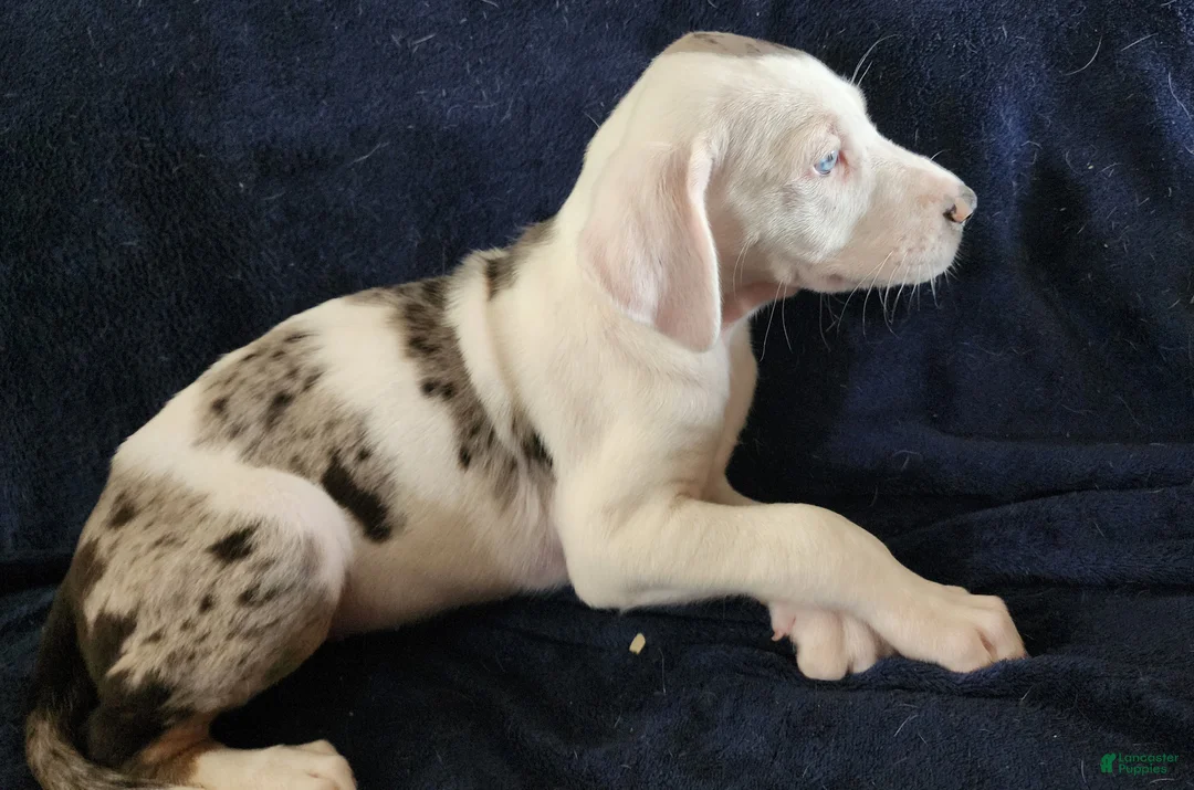 Catahoula Leopard Dog dogs for sale: Gabby F2025 M1 - Ad 11
