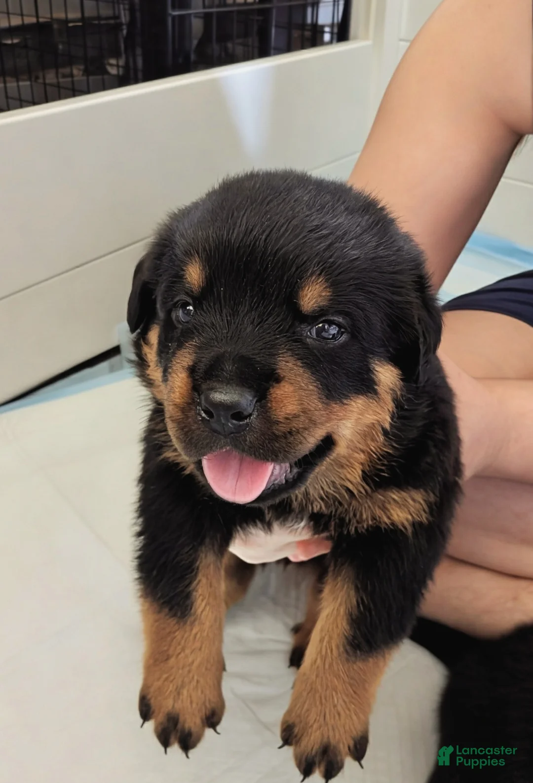 Rottweiler dogs for sale: Rottweiler Puppy 1 - Ad 1