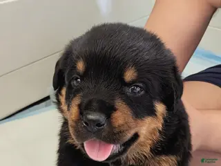Rottweiler dogs Rottweiler Puppy 1 - Ad 4