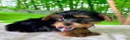 Yorkshire Terrier dogs for sale: Luca - Ad 2