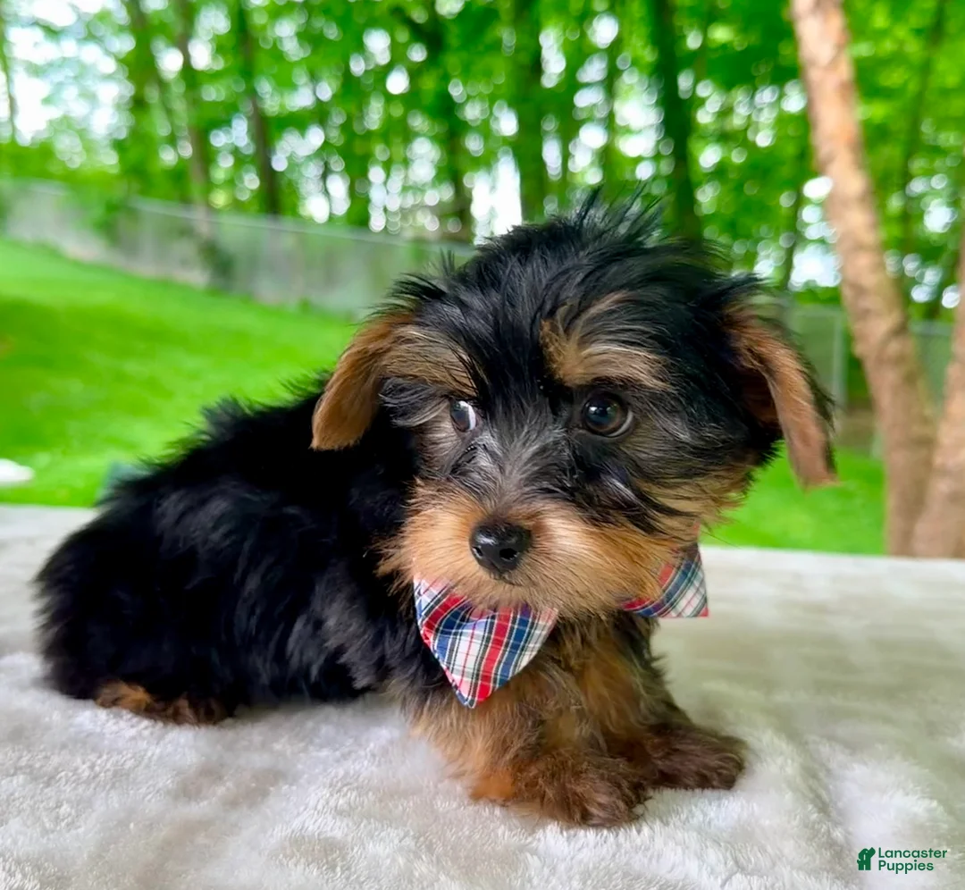 Yorkshire Terrier dogs for sale: Luca - Ad 2