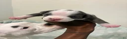 American Bully dogs for sale: American Bully 5 - Ad 6