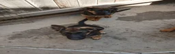 German Shepherd dogs for sale: Sunshine - Ad 4