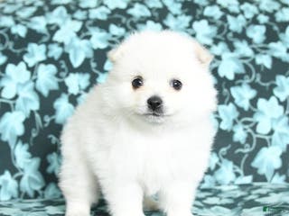 Pomeranian dogs Twizzlers - Ad 33