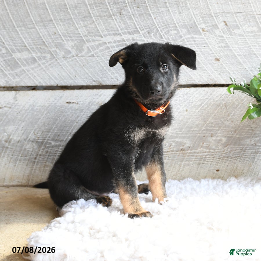 German Shepherd dogs Freya - Ad 1