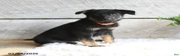 German Shepherd dogs for sale: Freya - Ad 5