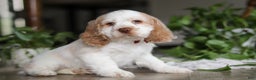 Cocker Spaniel dogs for sale: Asher - Ad 7