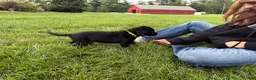 Labrador Retriever dogs for sale: Ace - Ad 4