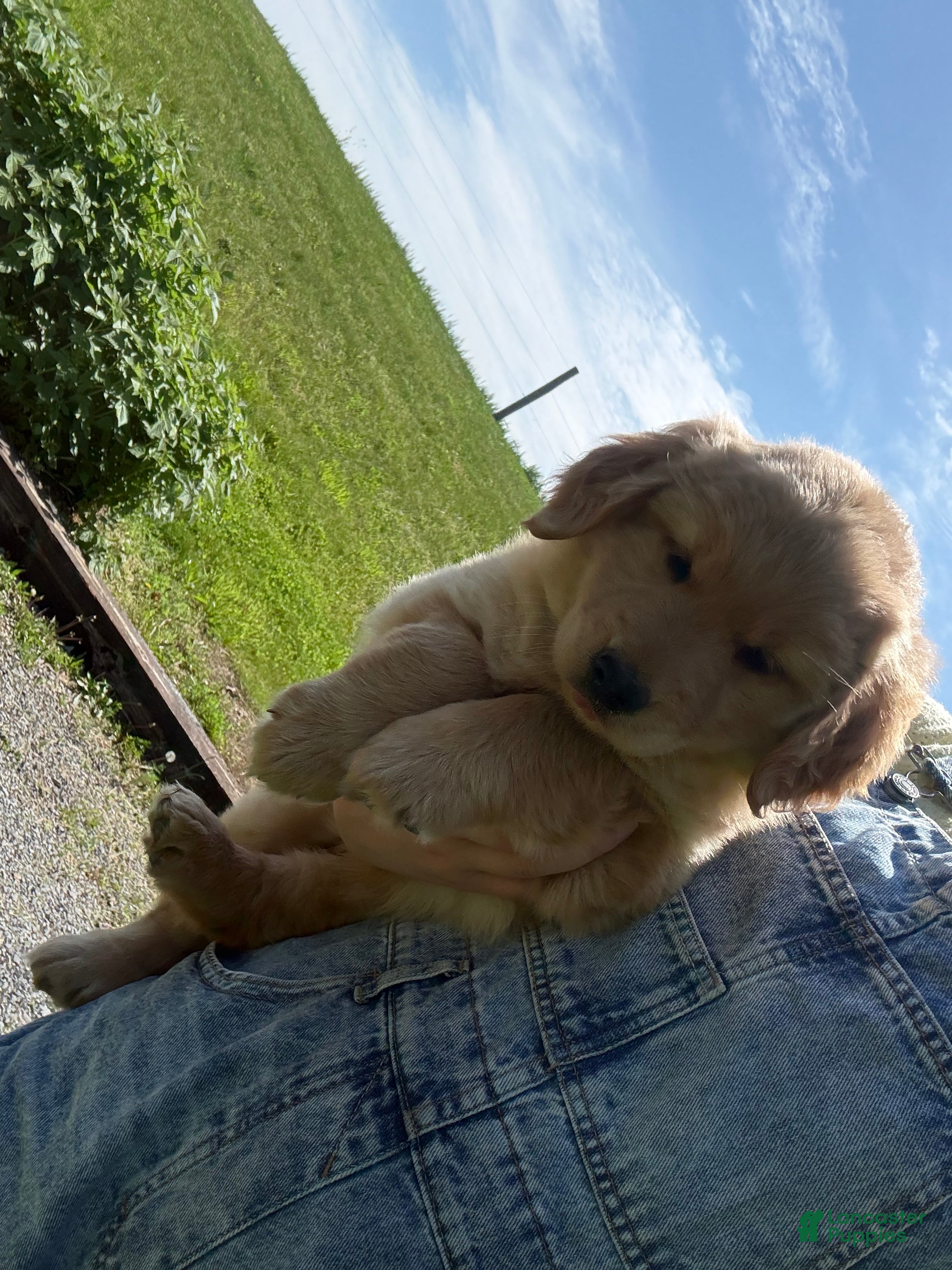 Golden Shepherd dogs Harper - Ad 1