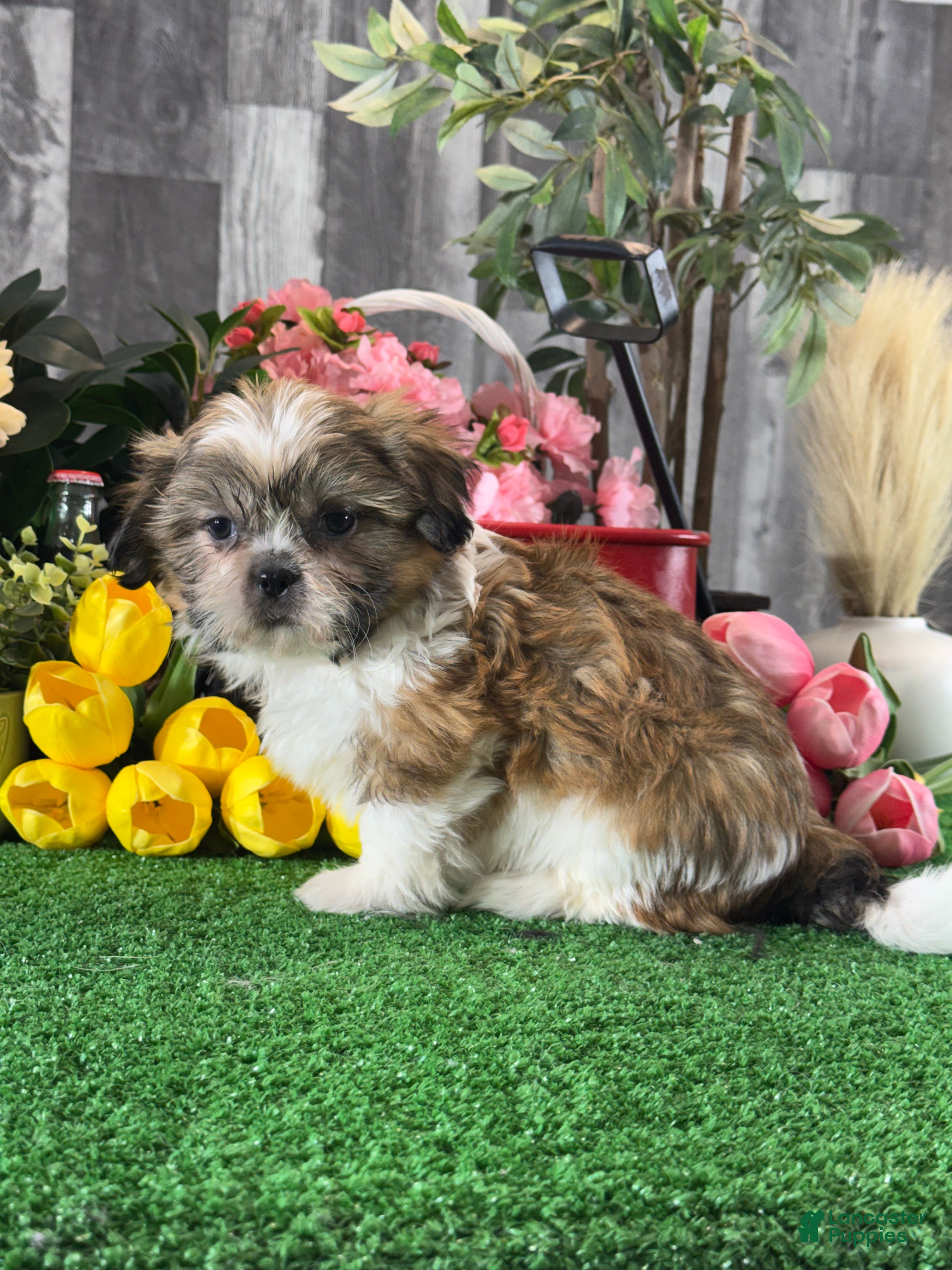 Shih Tzu dogs for sale: Sugar  - Ad 2